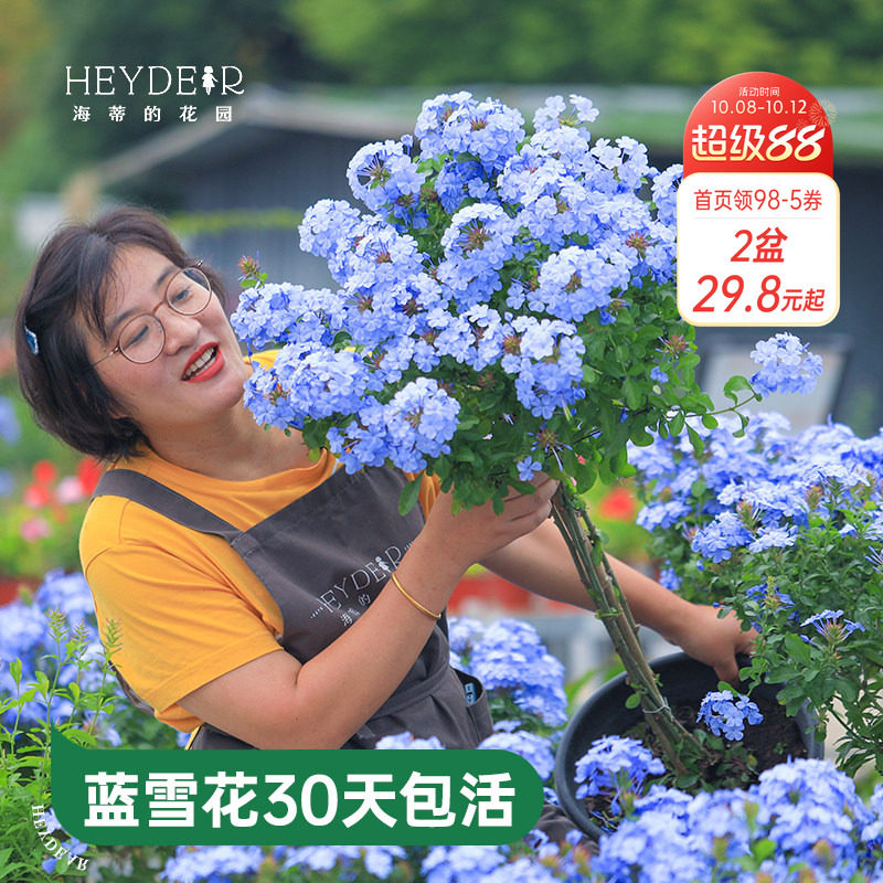 海蒂的花园蓝雪花盆栽耐热阳台可爬藤四季好养易活花卉植物室内花