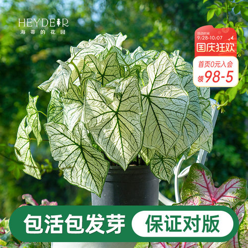 海蒂的花园彩叶芋种球桌面盆栽绿植观叶植物白色恋人养护简单好养