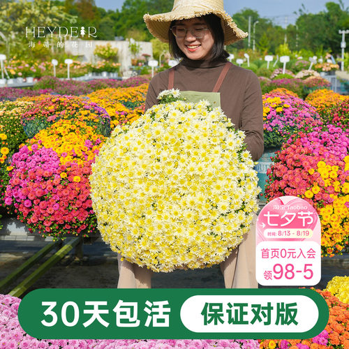 海蒂宿根草花球菊带花盆栽