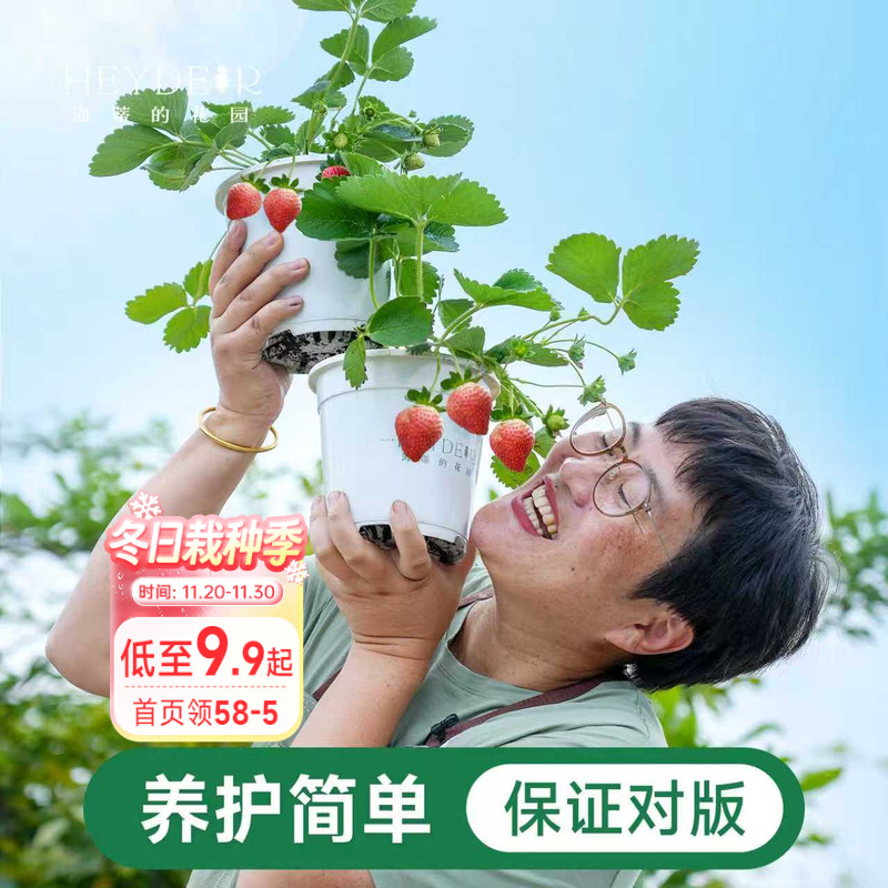 海蒂的花园家庭阳台草莓盆栽对版