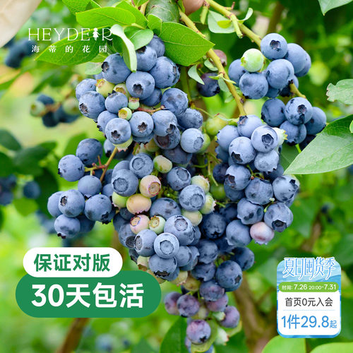 带花苞今年收果盆栽苗