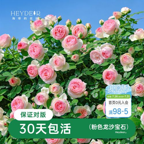 海蒂的花园月季藤本粉色龙沙宝石