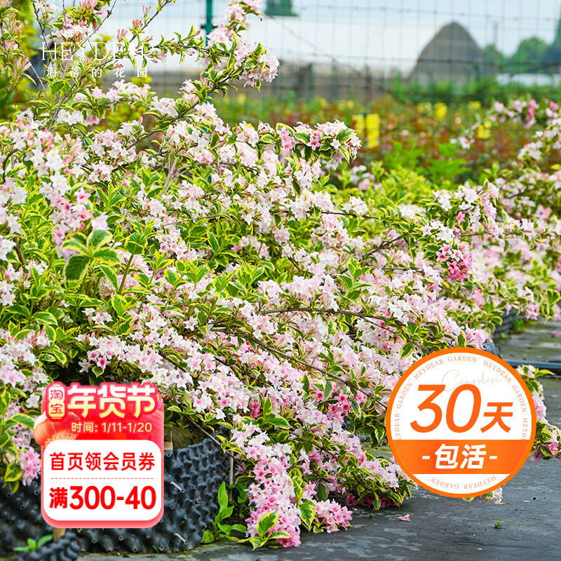 海蒂的花园花叶锦带春季开花灌木耐寒易养室外庭院露台植物盆栽苗,鲜花速递/花卉仿真/绿植园艺,观叶 /花灌木,淘宝优惠券,粉丝福利购,淘宝优惠卷