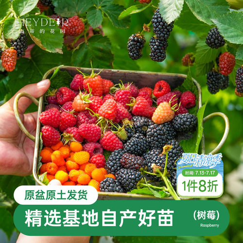 海蒂的花园树莓浆果耐寒灌木好养