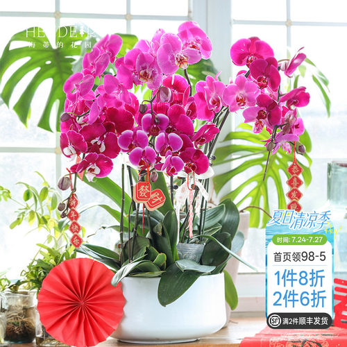 带花苞蝴蝶兰海蒂的花园