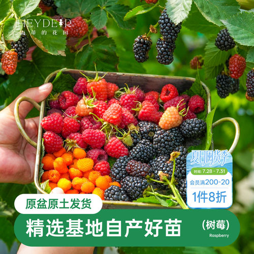 海蒂的花园树莓浆果耐寒灌木好养