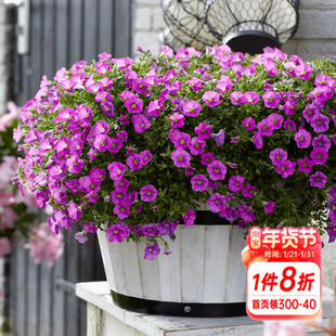 海蒂的花园 舞春花百万小玲可垂吊草本花卉阳台庭院盆栽吊篮植物