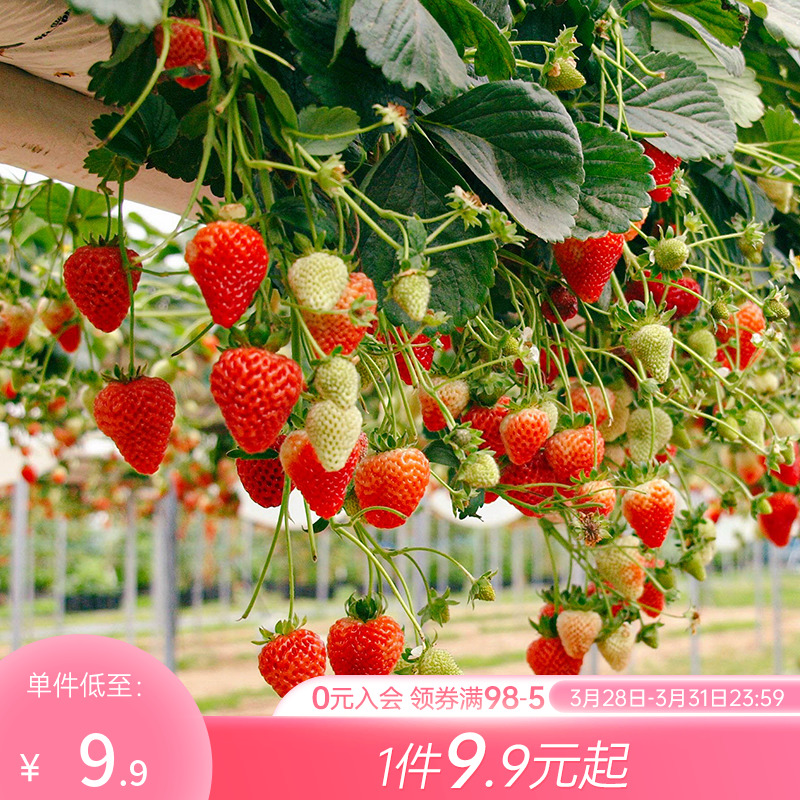 草莓苗盆栽新品新苗四季结果植物