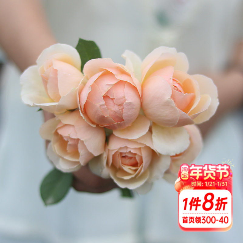 海蒂的花园 无名的裘德欧月浓香灌木月季大花包子长势好花卉盆栽,鲜花速递/花卉仿真/绿植园艺,月季/蔷薇/玫瑰,淘宝优惠券,粉丝福利购,淘宝优惠卷