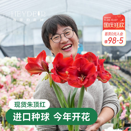海蒂的花园秘鲁朱顶红室内开花