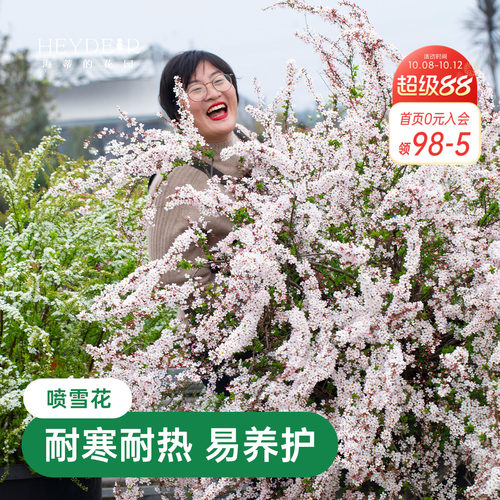 海蒂的花园金叶雪柳多年生花灌木