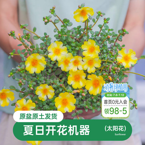 海蒂马齿苋阳台花卉植物盆栽苗