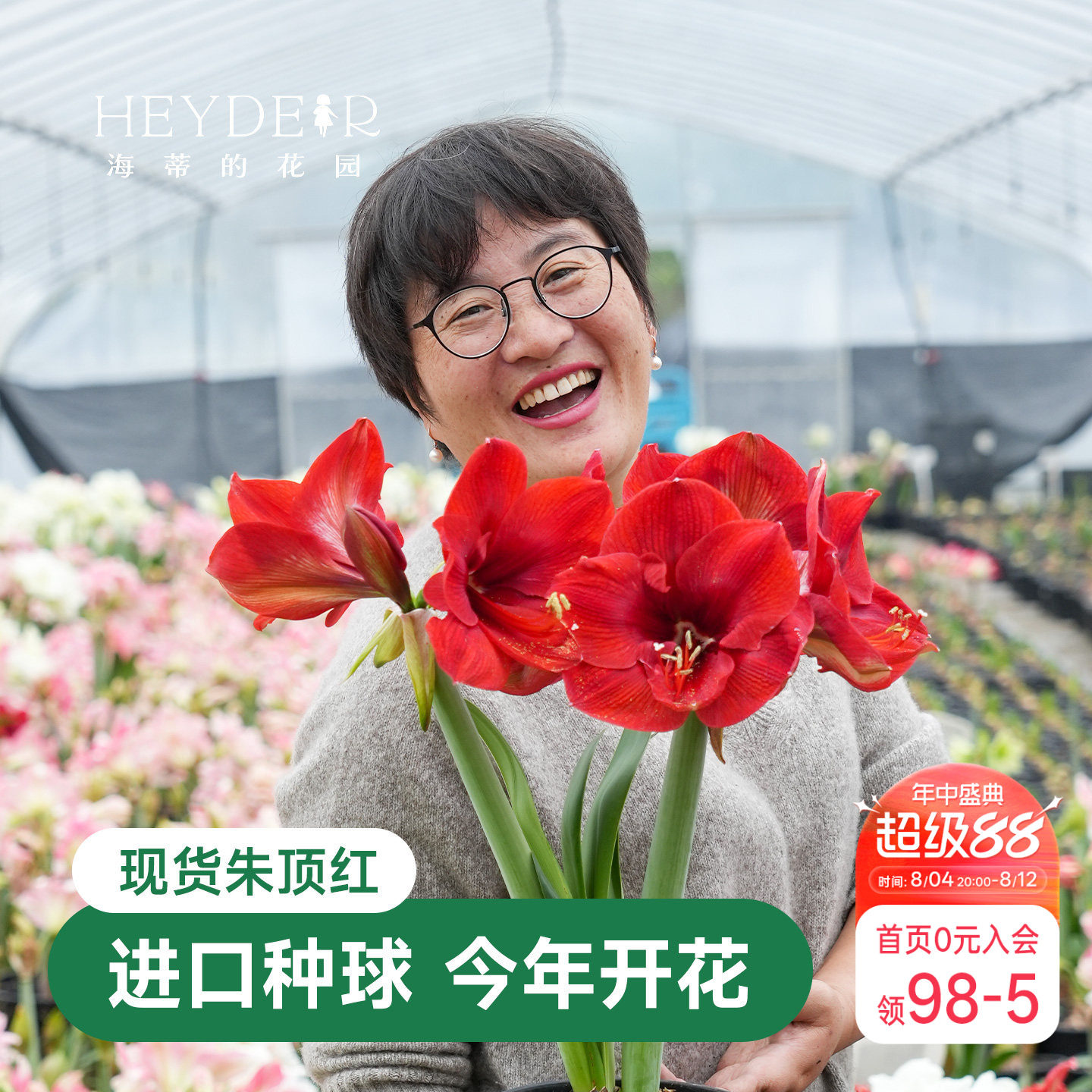 海蒂的花园秘鲁朱顶红室内开花