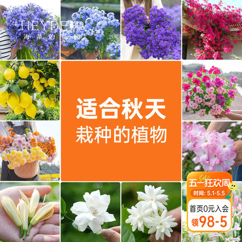 适合秋天栽种的阳台花园植物