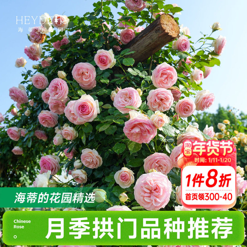 海蒂的花园月季花苗爬藤拱门玫瑰庭院地栽蓝色阴雨粉色龙沙宝石