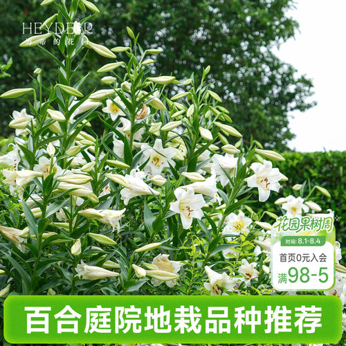 百合种球庭院地栽品种