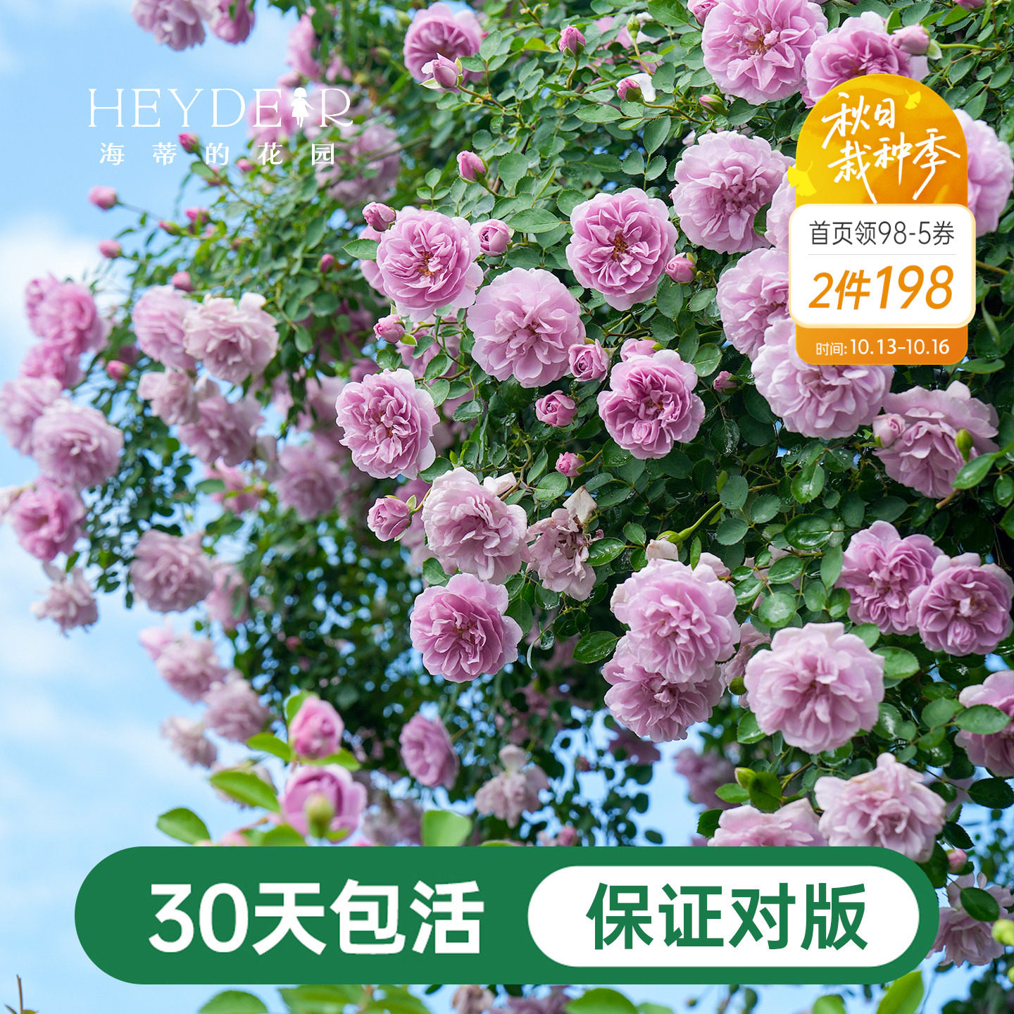 海蒂的花园爬藤月季花苗长藤蓝色阴雨木本花卉开花阳台盆栽地栽
