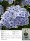 Melody 1g Big Flower Hydrangea 1G