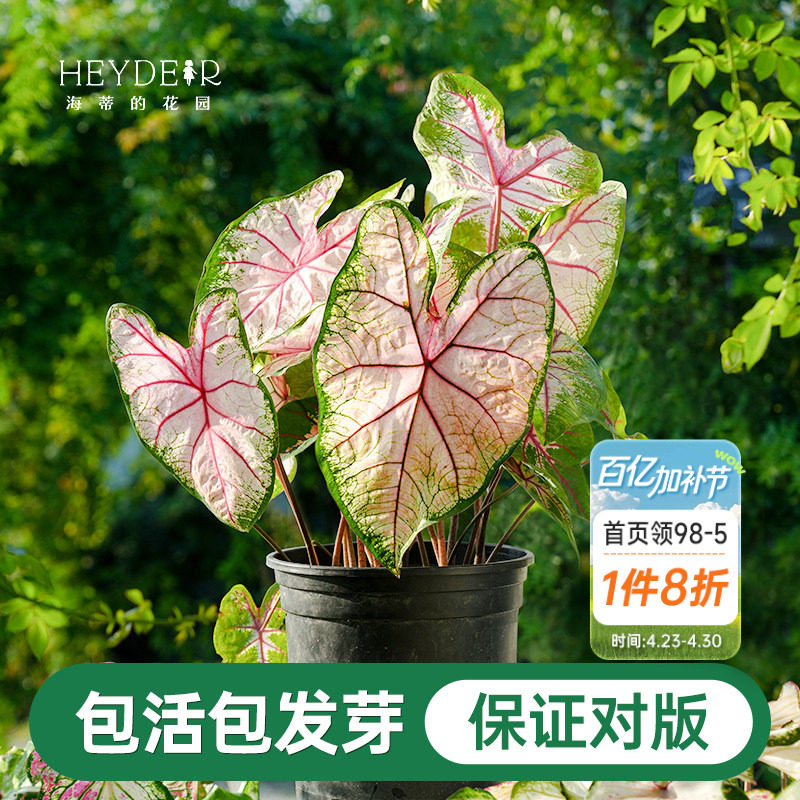 海蒂的花园彩叶芋种球粉色飞溅白色恋人桌面盆栽观叶植物室内绿植