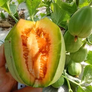 陕北榆林头茬超甜香脆芝麻香瓜当季现摘孕妇新鲜水果礼盒顺丰包邮,水产肉类/新鲜蔬果/熟食,甜瓜,淘宝优惠券,粉丝福利购,淘宝优惠卷