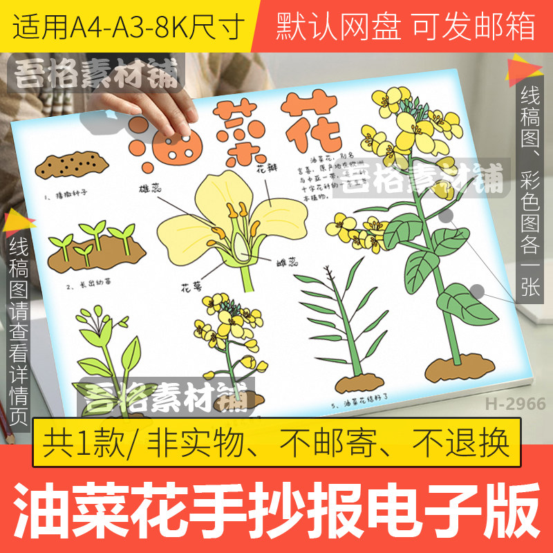 自然笔记油菜花手抄报模板电子版小学生植物生长过程手抄报线稿8k