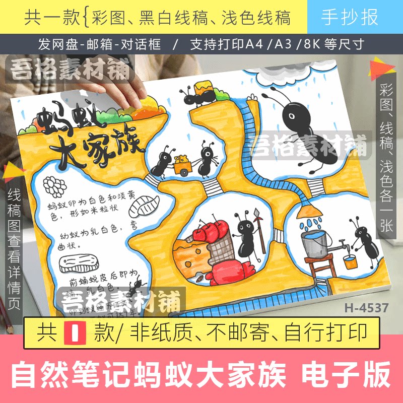 自然笔记蚂蚁大家族手抄报模版电子版昆虫记录手抄报手绘线描稿