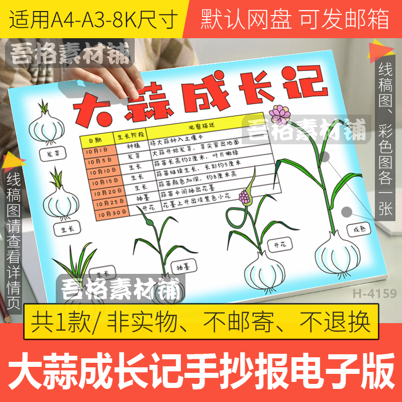 大蒜成长日记手抄报模版电子版自然笔记植物生长记录表手抄报线稿