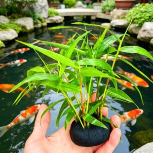 南美青竹坨草水草活体淡水植物日本水竹玉竹鱼缸造景中后景懒人草