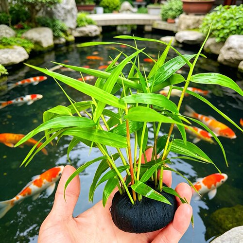 南美青竹坨草水草活体淡水植物日本水竹玉竹鱼缸造景中后景懒人草