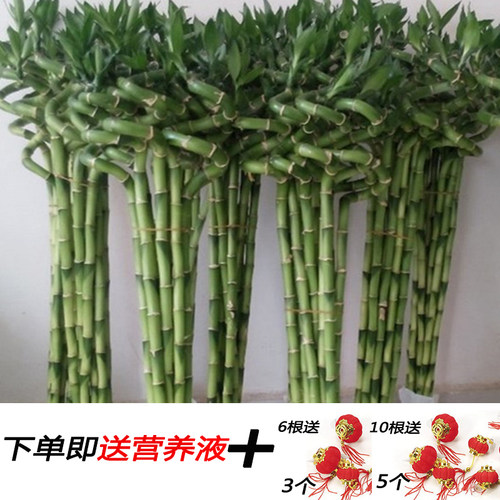 富贵竹基地直销室内美观