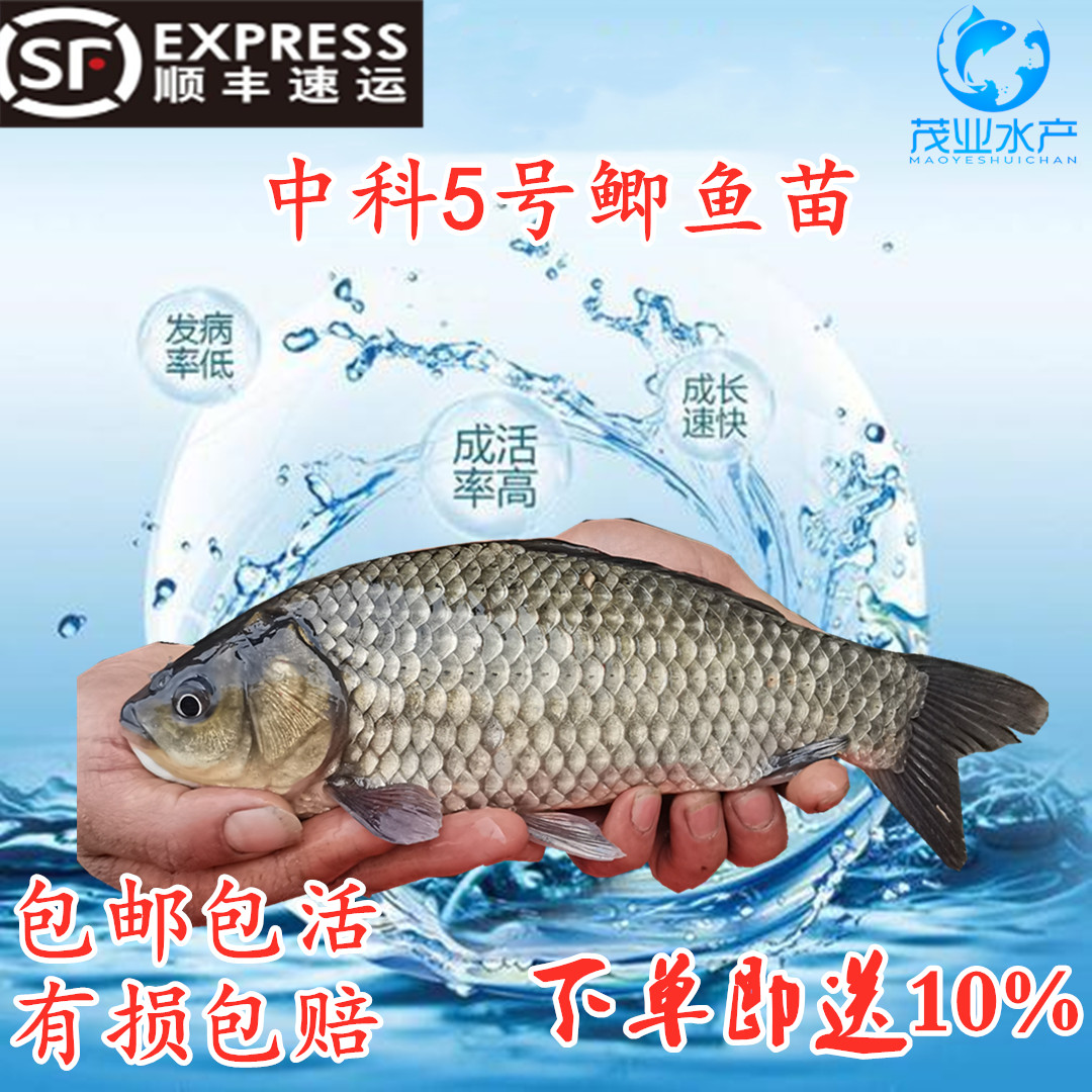 中科5号3号银鲫鱼苗 鱼塘养殖专用品种 丰产鲫全国发货 活体包邮