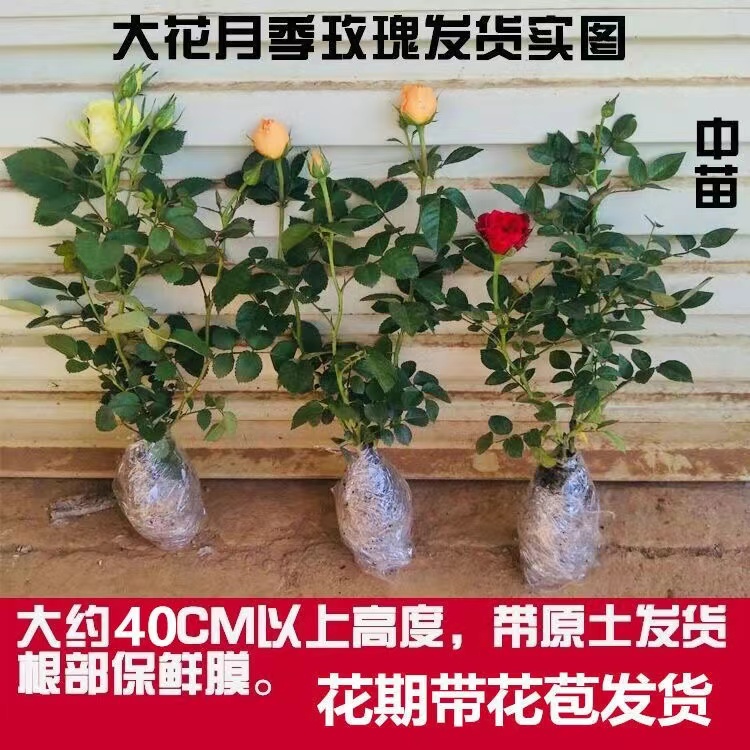 灌木优选 扦插月季中苗 大花浓香四季开花阳台庭院种植玫瑰花苗 鲜花速递/花卉仿真/绿植园艺 月季/蔷薇/玫瑰 原图主图