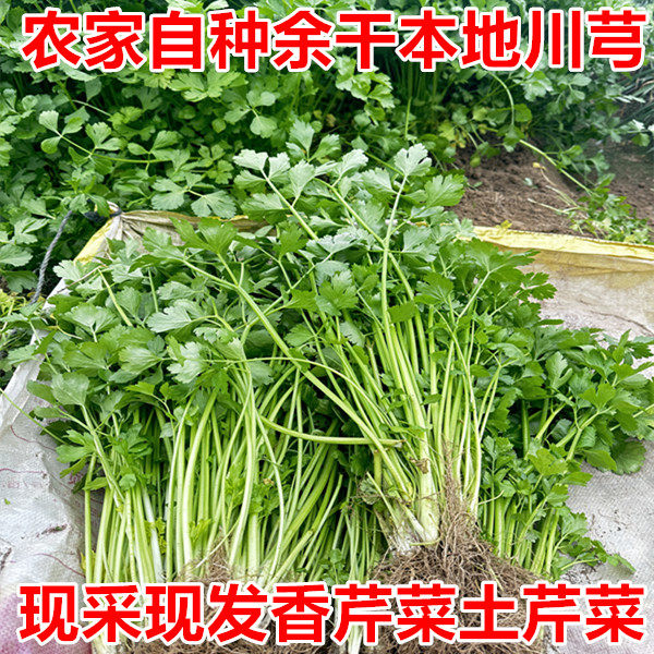 3斤江西余干本地川芎农家自种老品种土芹菜新鲜现挖小香芹菜蔬菜,水产肉类/新鲜蔬果/熟食,叶菜类,淘宝优惠券,粉丝福利购,淘宝优惠卷