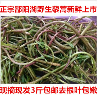 5斤江西特产正宗鄱湖野生红梗藜蒿去叶芦蒿黎蒿泥蒿野菜新鲜现摘