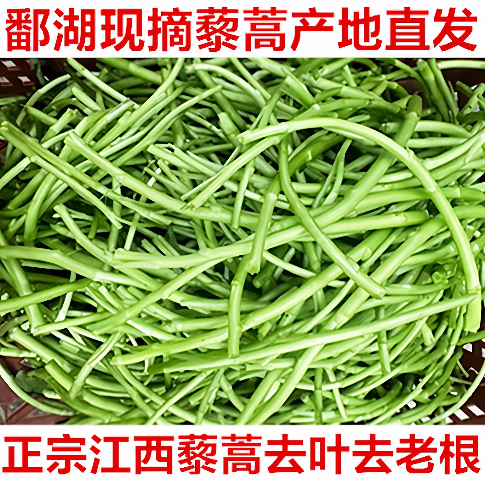 5斤江西鄱阳湖藜蒿去叶包嫩芦蒿新鲜农家现摘泥蒿黎蒿时令蔬菜