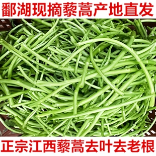 5斤江西鄱阳湖藜蒿去叶包嫩芦蒿新鲜农家现摘泥蒿黎蒿时令蔬菜