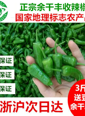 5斤正宗余干丰收辣椒新鲜枫树辣