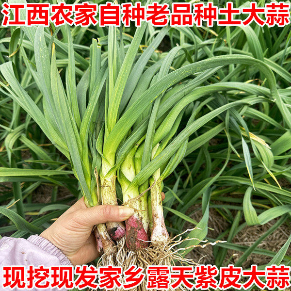 3斤江西余干土大蒜农家紫皮大蒜