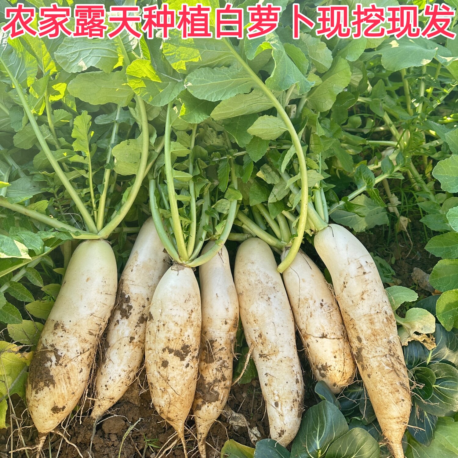10斤江西农家现挖白萝卜直发