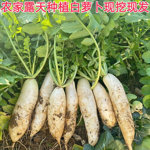 10斤江西农家现挖白萝卜直发