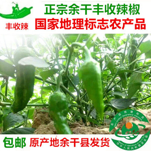 10斤余干小辣椒香辣薄皮现摘现发