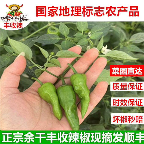 5斤正宗余干丰收辣椒枫树辣现摘