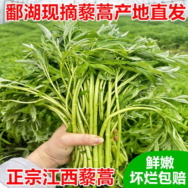 5斤江西鄱阳湖藜蒿新鲜带叶农家蓠蒿黎蒿泥蒿当季现摘芦蒿蔬菜