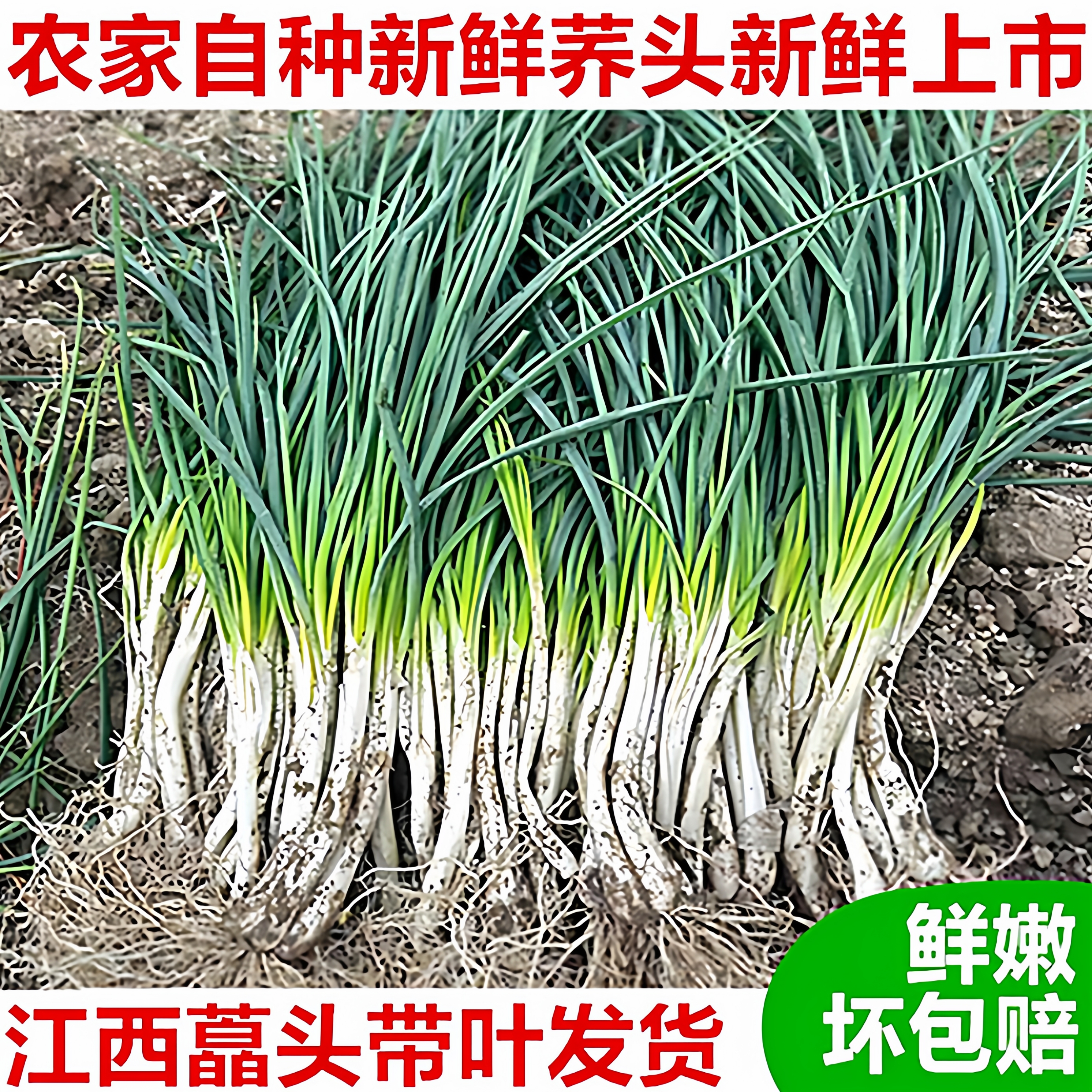 5斤江西余干特产荞头藠头