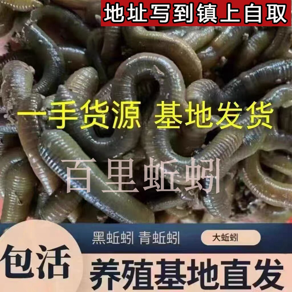 鲜活黑蚯蚓钓黄鳝活体青蚯蚓特大臭蚯蚓地龙松土蚯蚓野钓钓鱼活饵