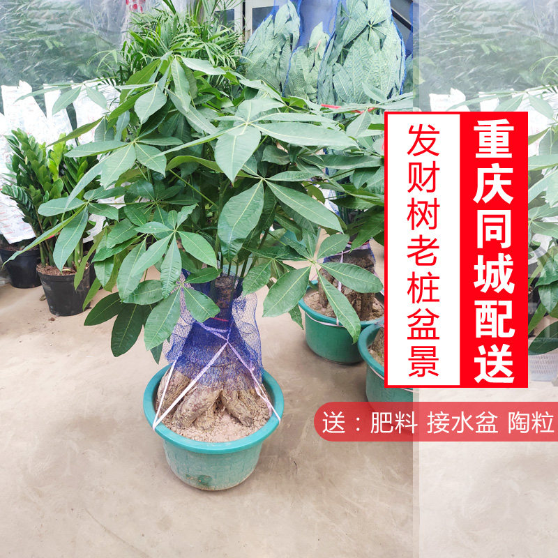 老桩发财树盆景室内客厅