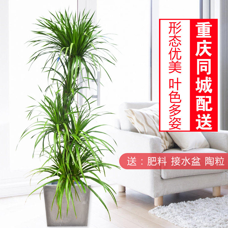 龙血树盆栽/老桩龙血树/大型室内盆景/室内观叶植物/露台绿植