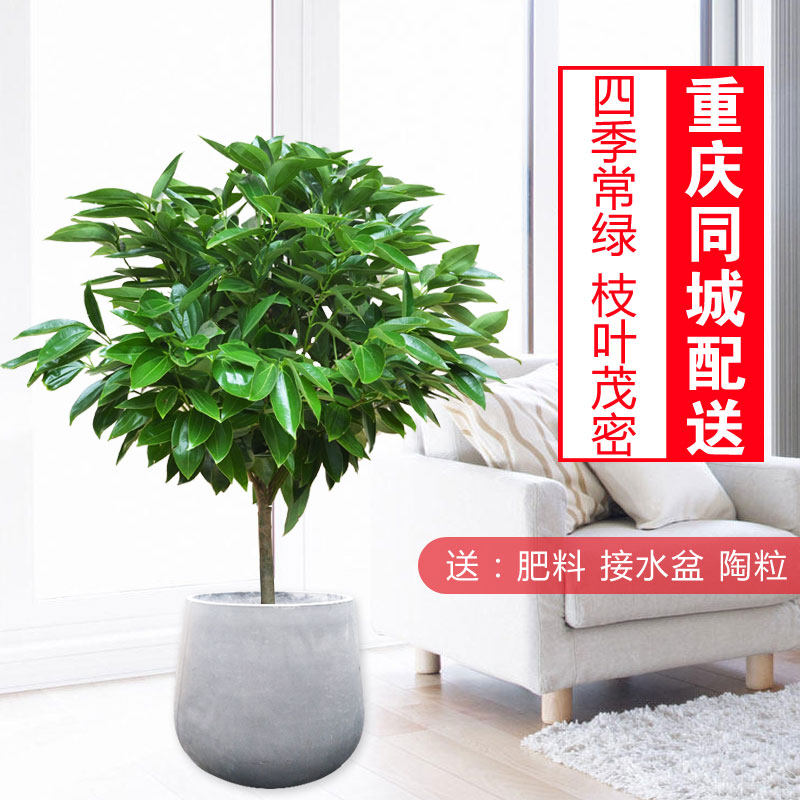 平安树/重庆室内盆栽/观叶植物大型绿植/成品组合盆