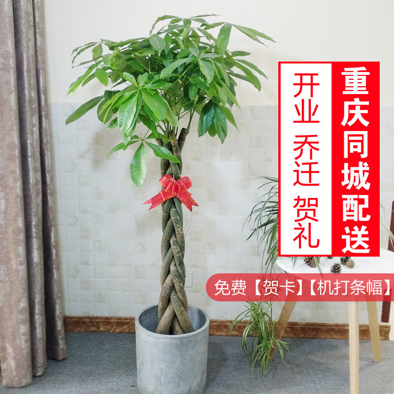 五辫发财辫子发财乔迁送礼开业重