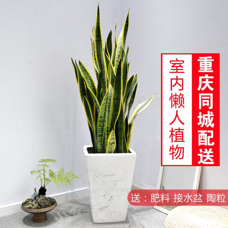 金边虎皮兰/室内花卉/净化空气/